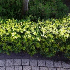 Stechpalme 'Impala®', 10er-Set, Höhe 30-40 Cm, Topf 2 Liter -Compo Verkaufsgeschäft 0410450790 Ilex max Impala 5 104012 2