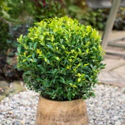 Stechpalme 'Impala®', 50er-Set, Höhe 50-60 Cm, Topf 5 Liter -Compo Verkaufsgeschäft 0410450795 Ilex max Impala Kugel 2 104015 4