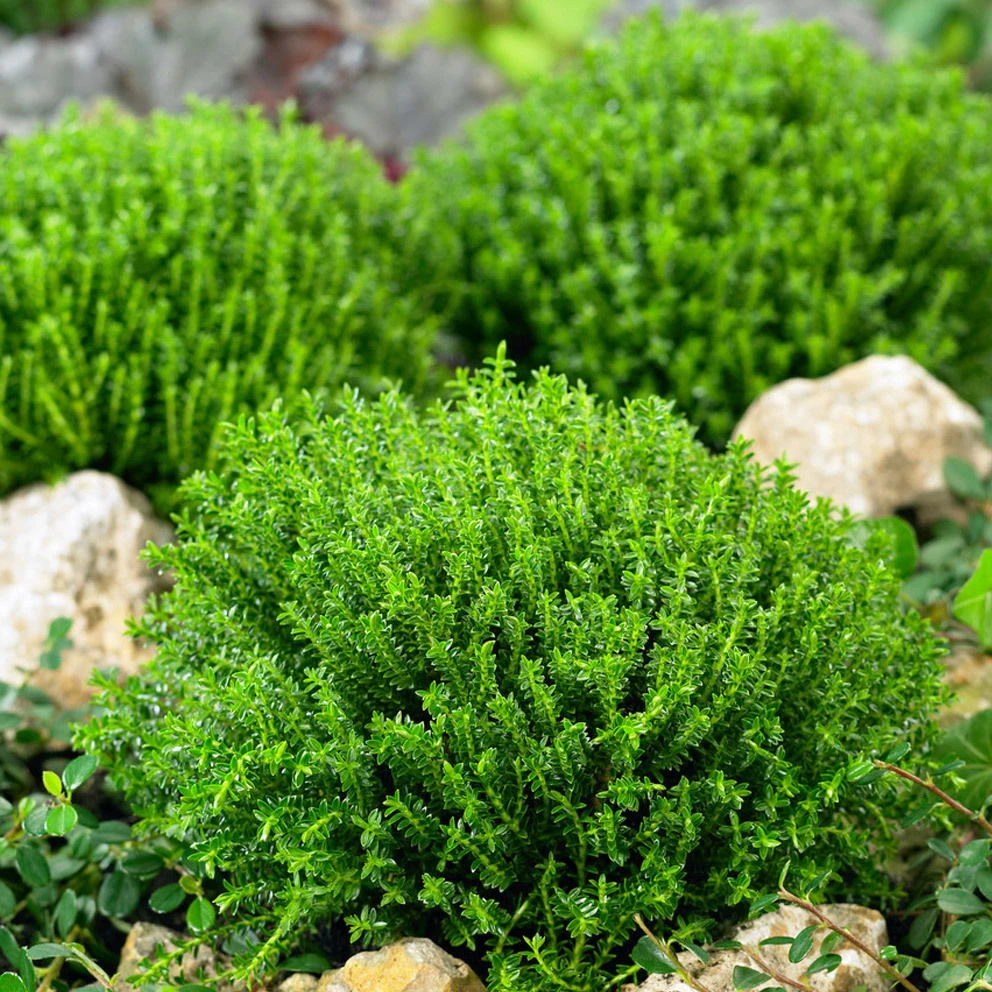 Hebe 'Green Globe', Topf-Ø 12cm, 6er-Set 3 Hebe 'Green Globe', Topf-Ø 12cm, 6er-Set - Image 3