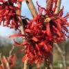 Hamamelis X Intermedia ROT, Höhe 60-80 Cm, Topf 7,5 Liter -Compo Verkaufsgeschäft 0410860355 Hamamelis rot 060 080 Co 7 5 lt 60632