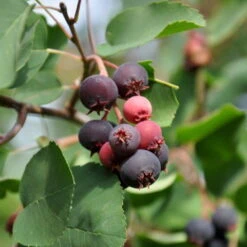 Felsenbirne 'Smoky', 3er-Set, Höhe 60-100 Cm, Topf 5 Liter 6 Felsenbirne 'Smoky', 3er-Set, Höhe 60-100 Cm, Topf 5 Liter -Compo Verkaufsgeschäft 0410870499 Amelanchier Smoky 3er Set 060 100 Co 5lt 1 62124