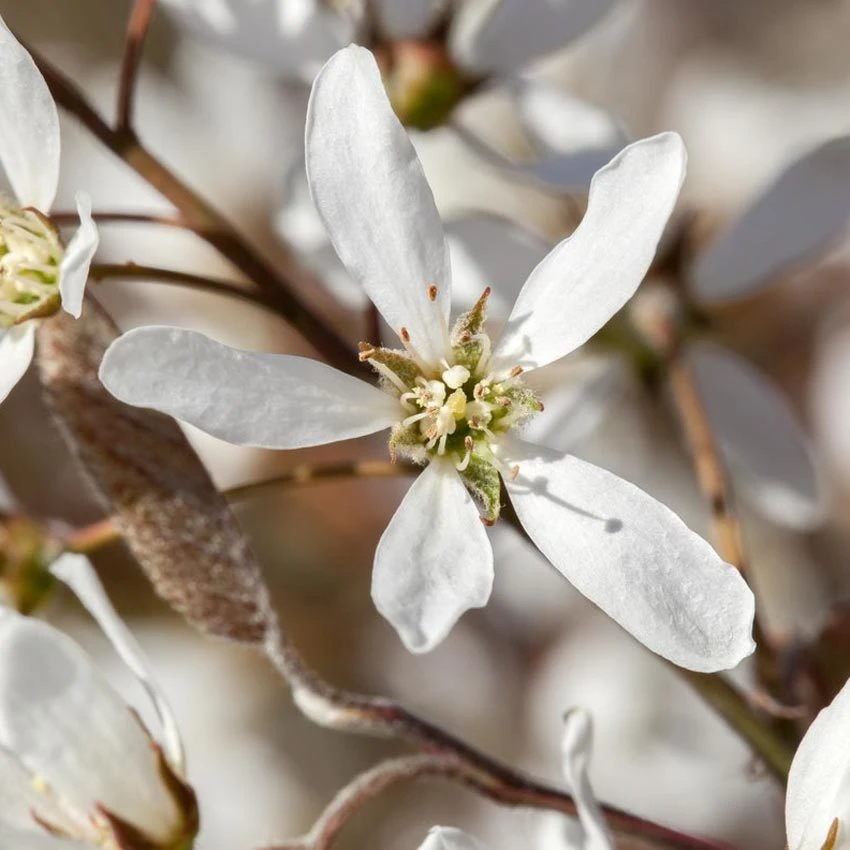 Felsenbirne 'Smoky', 3er-Set, Höhe 60-100 Cm, Topf 5 Liter 3 Felsenbirne 'Smoky', 3er-Set, Höhe 60-100 Cm, Topf 5 Liter - Image 3