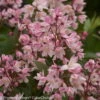Rosa-Sternenstrauch, Deutzia 'Yuki Cherry Blossom'®, 5er-Set, Topf 3 Liter 7 Rosa-Sternenstrauch, Deutzia 'Yuki Cherry Blossom'®, 5er-Set, Topf 3 Liter -Compo Verkaufsgeschäft 0410870644 Deutzia Yuki Cherry Blossom 3 104152