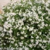 Weißer Sternenstrauch, Deutzia 'Yuki Snowflake'®, 5er-Set, Topf 3 Liter 8 Weißer Sternenstrauch, Deutzia 'Yuki Snowflake'®, 5er-Set, Topf 3 Liter -Compo Verkaufsgeschäft 0410870645 Deutzia Yuki Cherry Snowflake 3 104155