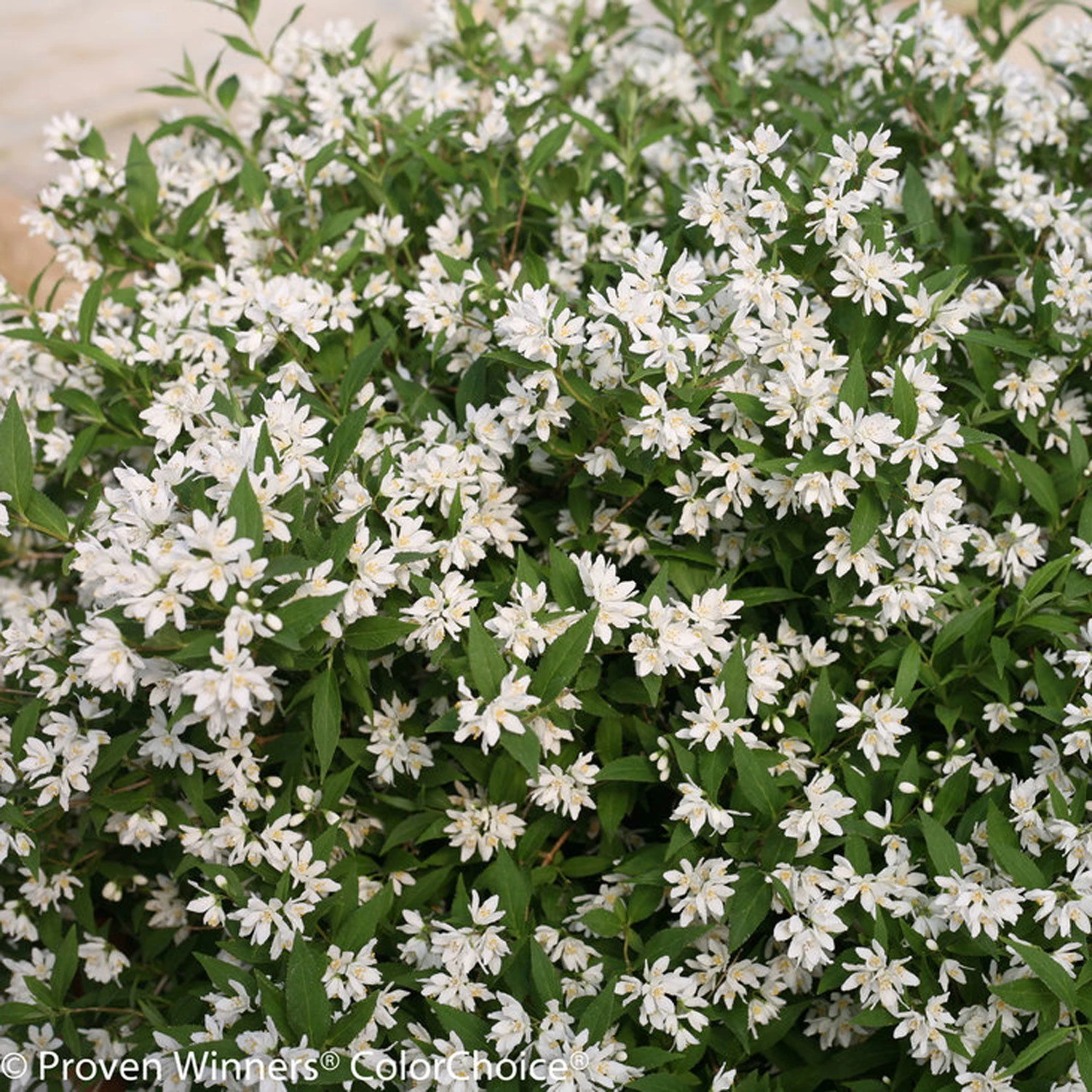Weißer Sternenstrauch, Deutzia 'Yuki Snowflake'®, 5er-Set, Topf 3 Liter 1 Weißer Sternenstrauch, Deutzia 'Yuki Snowflake'®, 5er-Set, Topf 3 Liter