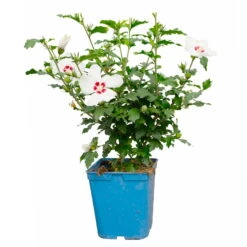 Kölle Garten-Hibiskus, Hibiscus Syriacus 'Red Heart', Weiß, Im Topf 5 Liter