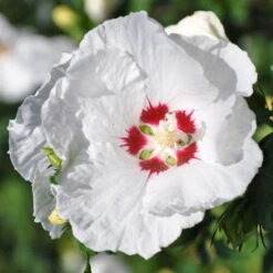 Kölle Garten-Hibiskus, Hibiscus Syriacus 'Red Heart', Weiß, Im Topf 5 Liter -Compo Verkaufsgeschäft 0410900484 Koelle Hibiscus Red Heart 104168