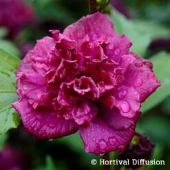 Duo Garten-Hibiskus 'French Cabaret® Pastel' Und 'French Cabaret® Red', 5 L Topf -Compo Verkaufsgeschäft 0410900549 Hibiscus syr French Cabaret Red 75024