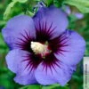Garten-Hibiskus, Hibiscus Syriacus 'Ultramarine®', Im Topf 5 Lt. 11 Garten-Hibiskus, Hibiscus Syriacus 'Ultramarine®', Im Topf 5 Lt. -Compo Verkaufsgeschäft 0410900615 Hibiscus syr Ultramarine 105220