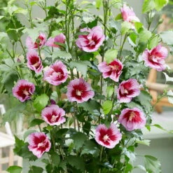 Säulen-Gartenhibiskus 'Flower Tower Purple®' Lila-rot, Höhe 40-60 Cm, Topf 5 L
