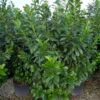 Kirschlorbeer 'Novita', 25er-Set, Höhe 60-80 Cm, Topf Je 7 Liter -Compo Verkaufsgeschäft 0410950493 Prunus laur Novita 060 080 Co 7lt WEB 39484