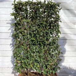 Portugiesischer Lorbeer 'Angustifolia', 5er-Set, Spalier 130x90 Cm, Kasten 80 Cm -Compo Verkaufsgeschäft 0410950660 Prunus lus Angustifolia 5er Set Spalier WEB 1 107869