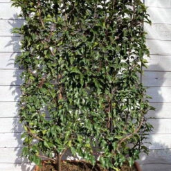 Portugiesischer Lorbeer 'Angustifolia', 5er-Set, Spalier 130x90 Cm, Kasten 80 Cm -Compo Verkaufsgeschäft 0410950660 Prunus lus Angustifolia 5er Set Spalier WEB 2 107870