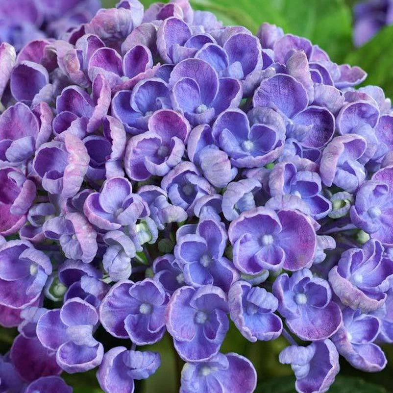 Gartenhortensie 'Curly Wurly®' Blau, 23cm Topf 2 Gartenhortensie 'Curly Wurly®' Blau, 23cm Topf - Image 2