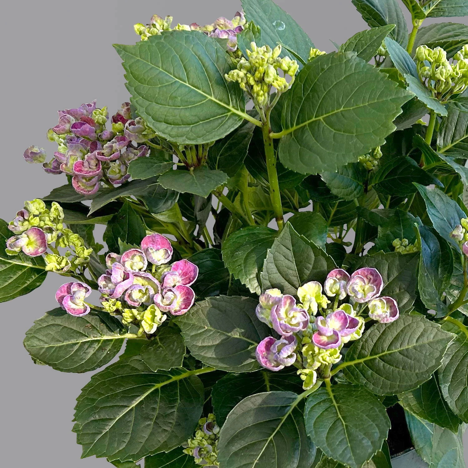 Gartenhortensie 'Curly Wurly®' Blau, 23cm Topf 3 Gartenhortensie 'Curly Wurly®' Blau, 23cm Topf - Image 3