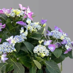 Kölle Tellerhortensie, Hydrangea Macropylla, Blau, Im 5 Lt. Topf -Compo Verkaufsgeschäft 0415100669 hydrangea mac teller blau 2 125087