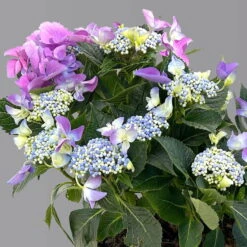 Kölle Tellerhortensie, Hydrangea Macropylla, Blau, Im 5 Lt. Topf -Compo Verkaufsgeschäft 0415100669 hydrangea mac teller blau 7 125086