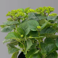 Öfterblühende Gartenhortensie Forever&Ever® Rot, 5 Liter Topf -Compo Verkaufsgeschäft 0415200044 hydrangea forecver ever rot 3 125100