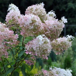 Rispenhortensie 'Phantom' Im 5 L Topf -Compo Verkaufsgeschäft 0415300142 KB Hydrangea pan Phantom Co 4 6 5l 49267