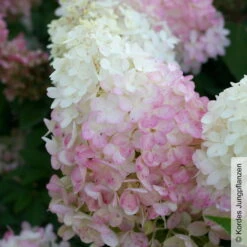 Rispenhortensie 'Pinkachu'®, Hydrangea Paniculata, Topf 5 Liter -Compo Verkaufsgeschäft 0415300330 Hydrangea pan Pinkachu 2 93927