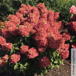 Rispenhortensie 'Pinkachu'®, Hydrangea Paniculata, Topf 5 Liter -Compo Verkaufsgeschäft 0415300330 Hydrangea pan Pinkachu 3 93928