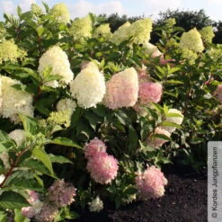Rispenhortensie 'Pinkachu'®, Hydrangea Paniculata, Topf 5 Liter -Compo Verkaufsgeschäft 0415300330 Hydrangea pan Pinkachu 4 93930