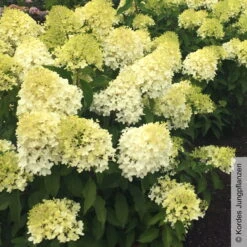 Rispenhortensie 'Pinkachu'®, Hydrangea Paniculata, Topf 5 Liter -Compo Verkaufsgeschäft 0415300330 Hydrangea pan Pinkachu 5 93929