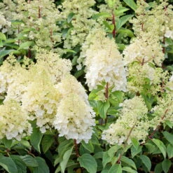 Rispenhortensien-Kollektion 'Weiss' (Hydrangea Paniculata), 3er-Set, Topf 4,6 L -Compo Verkaufsgeschäft 0415300388 Gartenhortensien WEISS 3er Set 98761