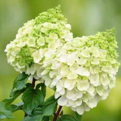 Rispenhortensien-Kollektion 'Weiss' (Hydrangea Paniculata), 3er-Set, Topf 4,6 L -Compo Verkaufsgeschäft 0415300388 Gartenhortensien WEISS Hydrangea paniculata Polar Bear 101076