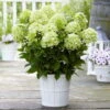 Rispenhortensie 'Whitelight'®, 3er-Set, Höhe 40-60 Cm, Topf 5 Liter -Compo Verkaufsgeschäft 0415300396 Hydrangea pan Whitelight 3er Set 1 104917