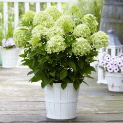 Rispenhortensie 'Whitelight'®, 3er-Set, Höhe 40-60 Cm, Topf 5 Liter