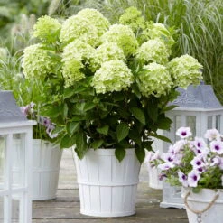 Rispenhortensie 'Whitelight'®, 3er-Set, Höhe 40-60 Cm, Topf 5 Liter -Compo Verkaufsgeschäft 0415300396 Hydrangea pan Whitelight 3er Set 2 104919