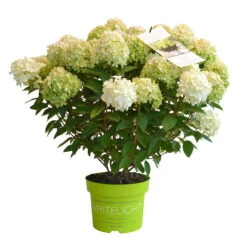 Rispenhortensie 'Whitelight'®, 3er-Set, Höhe 40-60 Cm, Topf 5 Liter -Compo Verkaufsgeschäft 0415300396 Hydrangea pan Whitelight 3er Set 3 105053