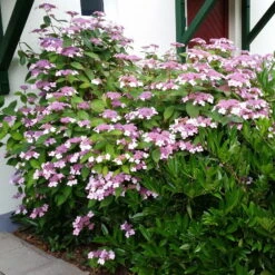 Japanische Berg-Hortensien 'Blue Deckle' & 'Blue Bird', 2er-Set, Topf 4 Liter -Compo Verkaufsgeschäft 0415500167 Hydrangea serrata Blue Deckle Blue Bird 2 104398