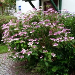 Japanische Berg-Hortensien 'Blue Deckle' & 'Blue Bird', 2er-Set, Topf 4 Liter -Compo Verkaufsgeschäft 0415500167 Hydrangea serrata Blue Deckle Blue Bird 3 104399
