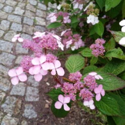 Japanische Berg-Hortensien 'Blue Deckle' & 'Blue Bird', 2er-Set, Topf 4 Liter -Compo Verkaufsgeschäft 0415500167 Hydrangea serrata Blue Deckle Blue Bird 4 104400