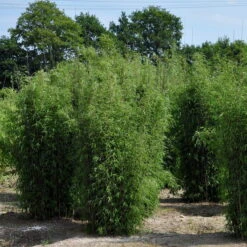 15er-Set Bambus-Hecken-Set Fargesia 'Jiuzhaigou 1', Höhe 80-100 Cm, Im 7,5 Liter Topf -Compo Verkaufsgeschäft 0425100161 Bambus Kollektion Jiuhaigou 80 100 7 5l Topf 02 48724 1