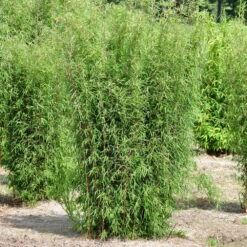 2er-Set Roter Gartenbambus 'Jiuzhaigou 1' 80/100 Cm, Im 7,5 L Topf