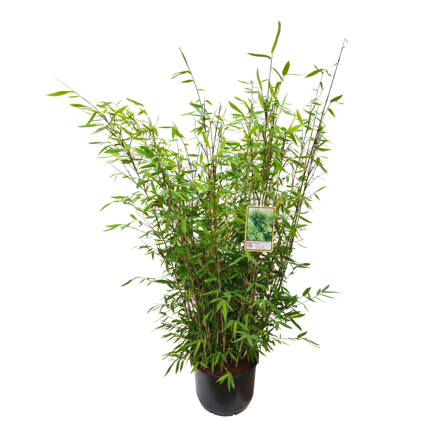 Gartenbambus 'Winter Joy', 2er-Set, Topf 10 Liter 2 Gartenbambus 'Winter Joy', 2er-Set, Topf 10 Liter - Image 2