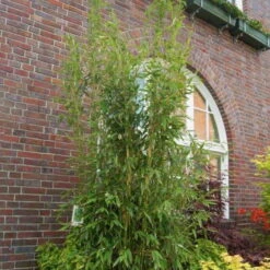 Säulenbambus 'Maasai'EUⓈ, 10er-Set, Höhe Ca. 100-125 Cm, Topf 20 Liter