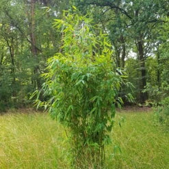 Elfenbein-Bambus 'Ivory Ibis'® (Japo 55' EU-S), 30er-Set, Höhe 80-100 Cm -Compo Verkaufsgeschäft 0425100383 0425100384 Fargesia Ivory Ibis 080100 WEB 2 94511