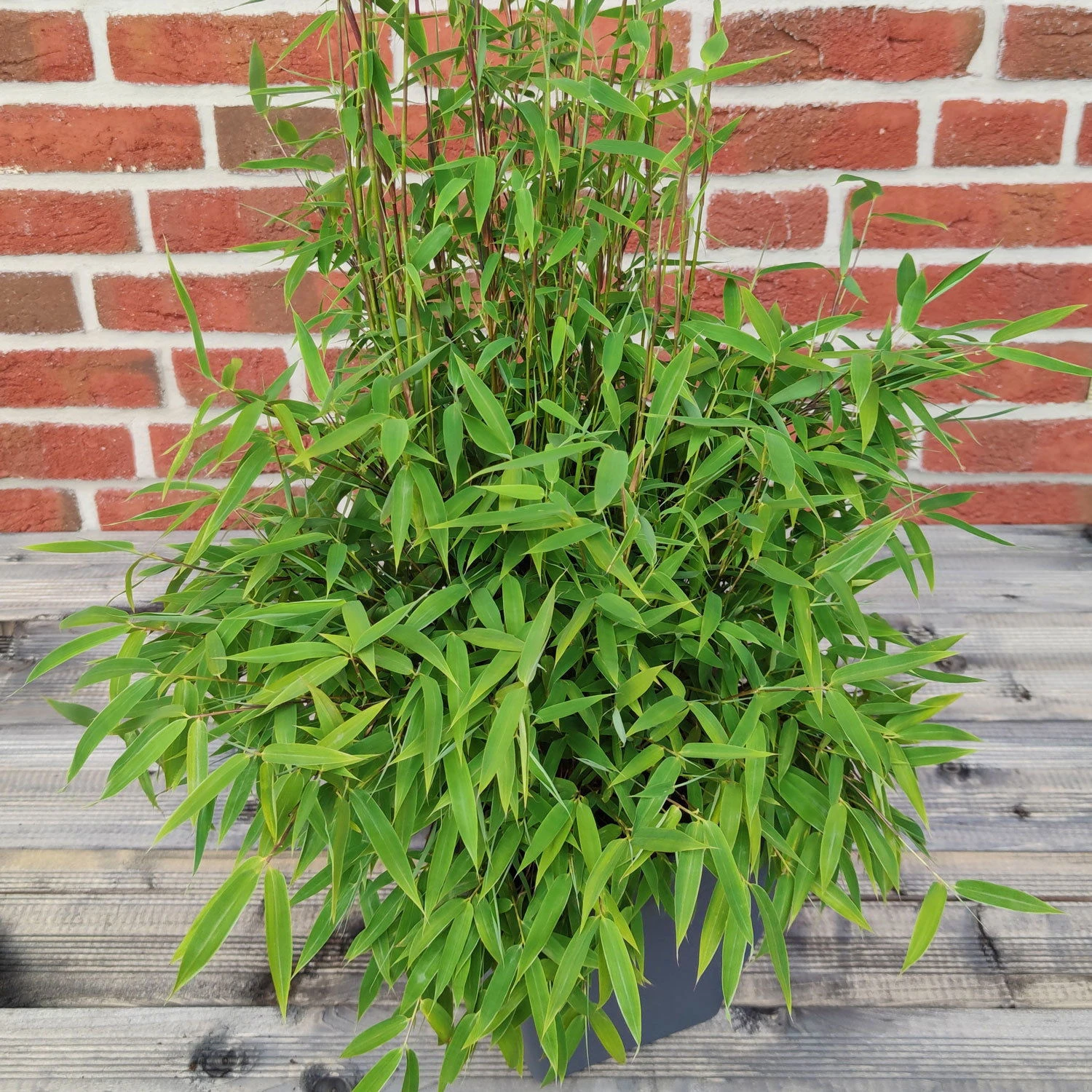 Bambus 'Lolliloops'(S), 2er-Set, Topf 5 Liter 1 Bambus 'Lolliloops'(S), 2er-Set, Topf 5 Liter