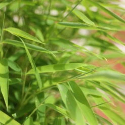 Bambus 'Lolliloops'(S), 2er-Set, Topf 5 Liter 7 Bambus 'Lolliloops'(S), 2er-Set, Topf 5 Liter -Compo Verkaufsgeschäft 0425100442 Fargesia mur Lolliloops 2er Set 3 104791