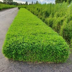 Kleiner Formschnittbambus 'Moontears'® EU-S - Kugel, 2er-Set, Topf 7,5 Liter 10 Kleiner Formschnittbambus 'Moontears'® EU-S - Kugel, 2er-Set, Topf 7,5 Liter -Compo Verkaufsgeschäft 0425100444 Fargesia spec Moontears 2er Set 2 104794