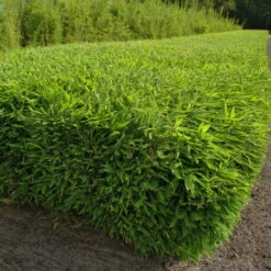 Kleiner Formschnittbambus 'Moontears'® EU-S - Kugel, 2er-Set, Topf 7,5 Liter 11 Kleiner Formschnittbambus 'Moontears'® EU-S - Kugel, 2er-Set, Topf 7,5 Liter -Compo Verkaufsgeschäft 0425100444 Fargesia spec Moontears 2er Set 3 104795