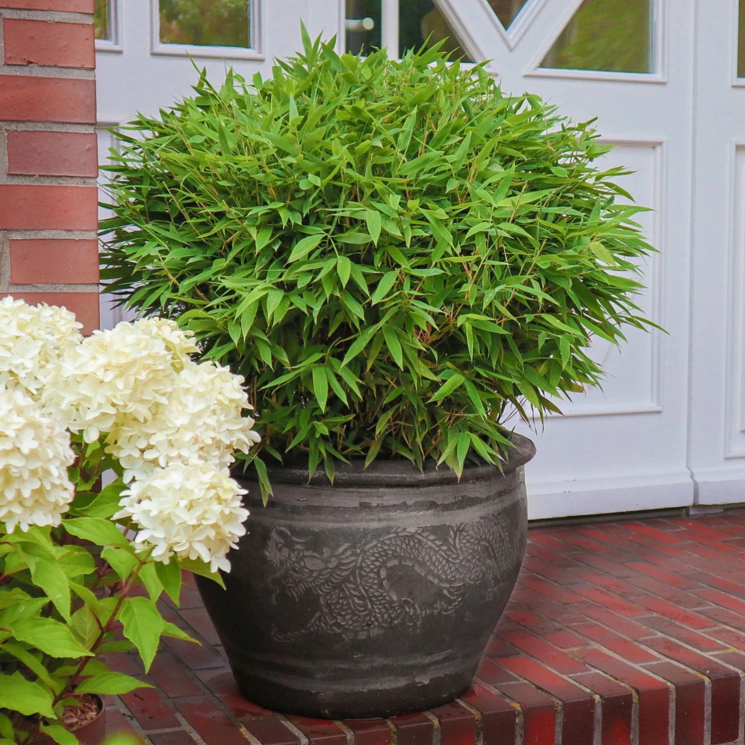 Kleiner Formschnittbambus 'Moontears'® EU-S - Kugel, 2er-Set, Topf 7,5 Liter 2 Kleiner Formschnittbambus 'Moontears'® EU-S - Kugel, 2er-Set, Topf 7,5 Liter – Bild 2