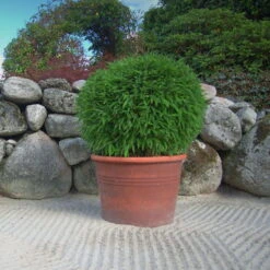 Kleiner Formschnittbambus 'Moontears'® EU-S - Kugel, 2er-Set, Topf 7,5 Liter 13 Kleiner Formschnittbambus 'Moontears'® EU-S - Kugel, 2er-Set, Topf 7,5 Liter -Compo Verkaufsgeschäft 0425100444 Fargesia spec Moontears 2er Set 7 104797