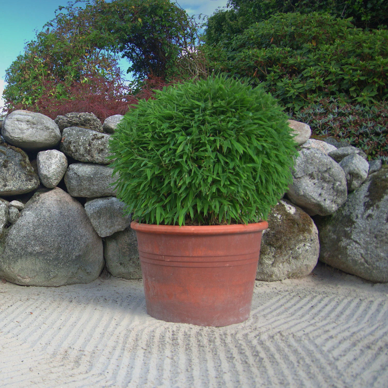 Kleiner Formschnittbambus 'Moontears'® EU-S - Kugel, 2er-Set, Topf 7,5 Liter 6 Kleiner Formschnittbambus 'Moontears'® EU-S - Kugel, 2er-Set, Topf 7,5 Liter – Bild 6