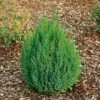 Graublauer Kegel-Wacholder 'Stricta', 10er-Set, Höhe 20-30 Cm, Topf 2 Liter -Compo Verkaufsgeschäft 0430350419 Juniperus chin Stricta 10er Set 83929