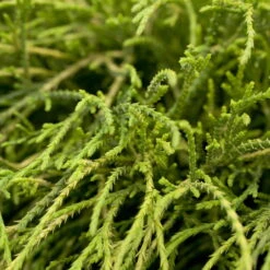 Grüne Zwerg-Fadenzypresse, 10er-Set, Höhe 15-20 Cm, Topf 2 Liter -Compo Verkaufsgeschäft 0430350448 Cham pis Fil Nana 10er Set 3 116107